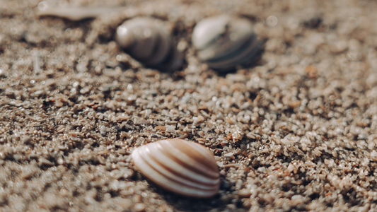 Tussen zand en zee, schelpen